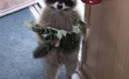 Raccoon is taking the cat