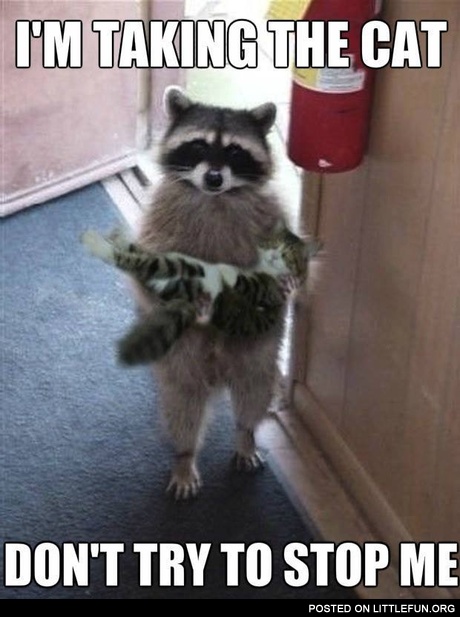Raccoon is taking the cat