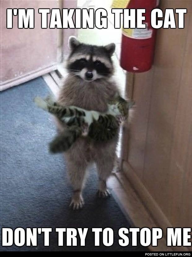 Raccoon is taking the cat