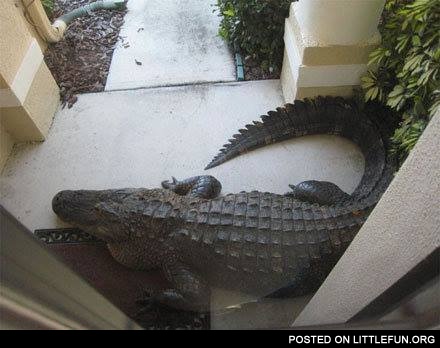 Hey bro, it's me, Carl, open the door