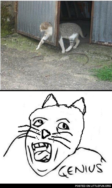 Genius cat
