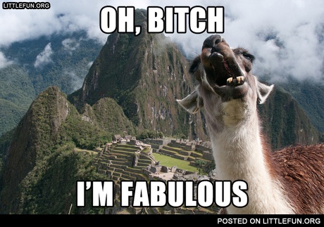 Fabulous lama