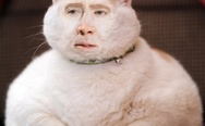 Nicolas Cage cat