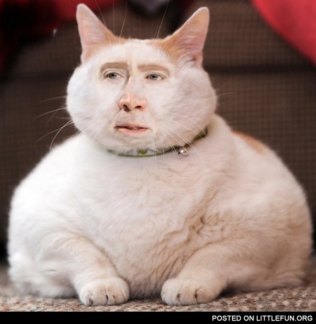 Nicolas Cage cat