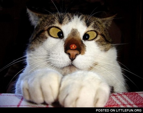 Cat and ladybug