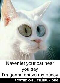 Never let your cat