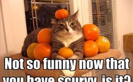 Cat with mandarines