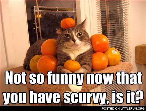 Cat with mandarines