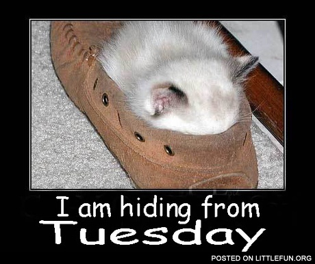 The kitten in a shoe