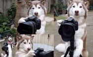 Husky photographer