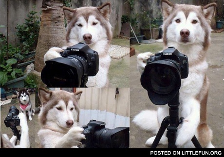 Husky photographer