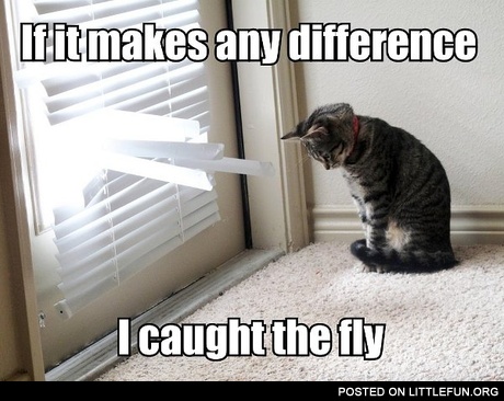 I caught the fly