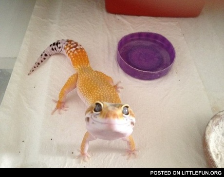 Smiling lizard. Hi.