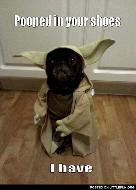 Pooped in your shoes I have