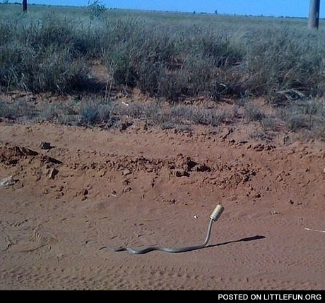 Go home snake, you're drunk