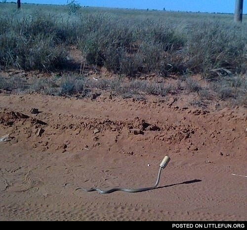 Go home snake, you're drunk