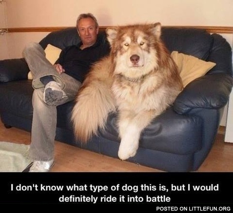 Battle dog