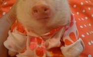 Dressed piglet