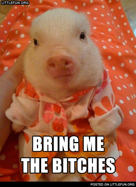 Dressed piglet