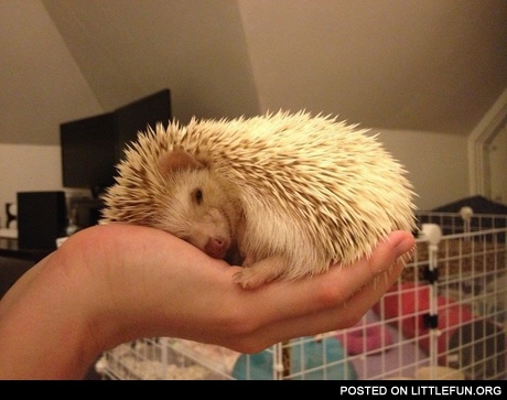 Little hedgehog