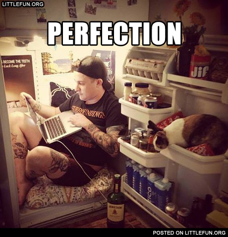 A place in the fridge with laptop and kitty. Perfection.