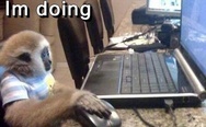 Monkey with laptop. I have no idea what I'm doing.
