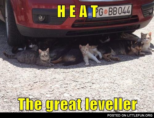 Cats under the car. Heat, the great leveller.
