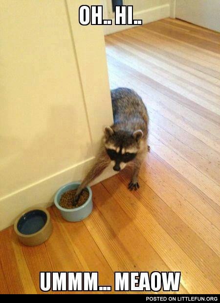 Sly raccoon
