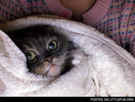 Baby cat