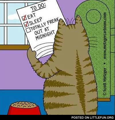 Cat's To-do list