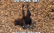 Go home bat, you're drunk