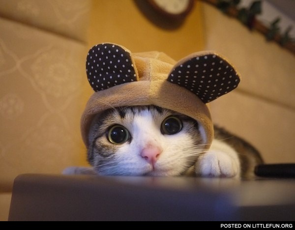 Cat in the hat, cuteness overload