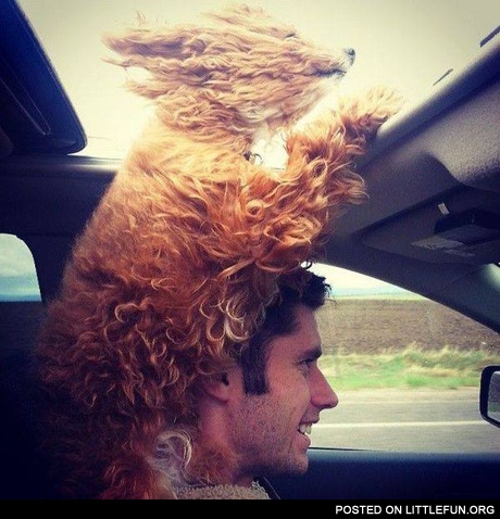 Dog in the car. Freedom.