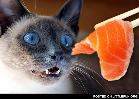 Cat loves sushi
