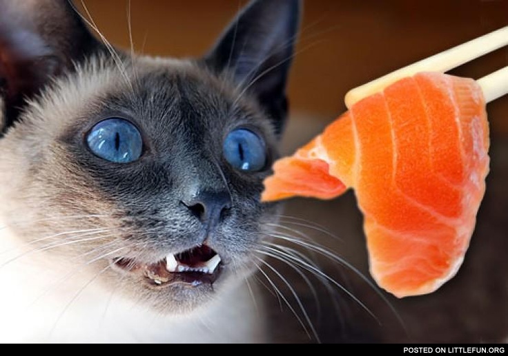 Cat loves sushi