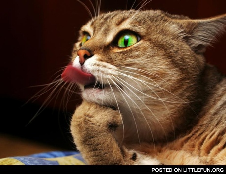 Teasing cat