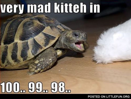 Very mad kitteh in 100.. 99.. 98..