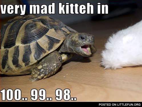 Very mad kitteh in 100.. 99.. 98..