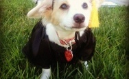 Nice costume, graduated dog