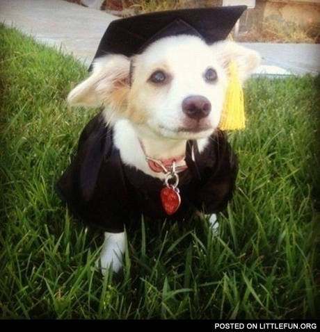 Nice costume, graduated dog