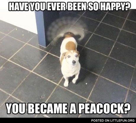 Dog peacock