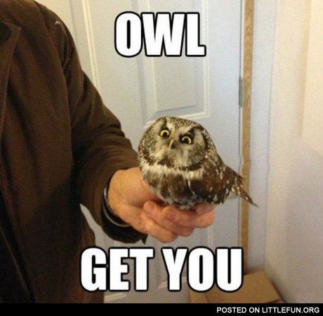 Owl get you