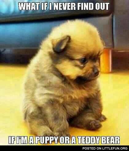Puppy or a teddy bear