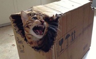 Angry cat in the box