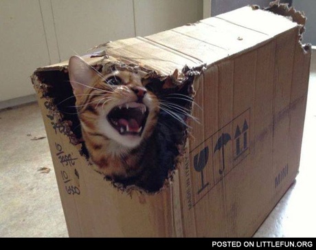 Angry cat in the box