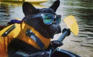 Dog in the boat