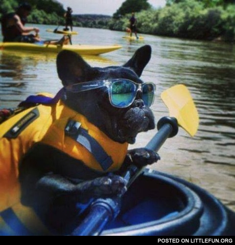 Dog in the boat