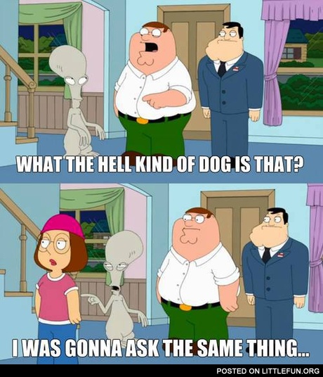What the hell kind of dog is that?