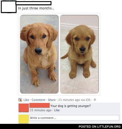 Your dog is getting younger?