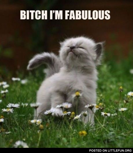 Fabulous kitteh